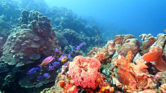 珊瑚礁海景在加勒比海库拉索岛附近的潜水地点普拉亚福提