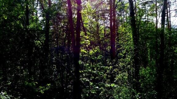 森林里有绿树