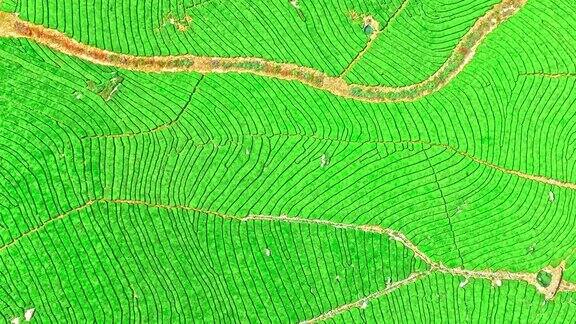 杭州绿茶种植园鸟瞰图