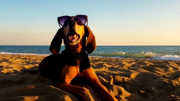美丽的肖像一只猎犬戴着太阳眼镜在海滩上的日落