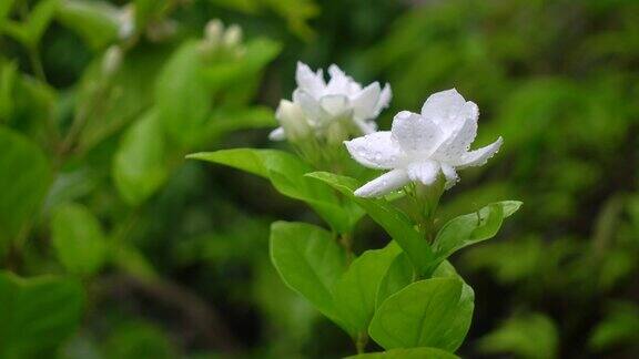 白色茉莉(阿拉伯茉莉)花盛开在一棵绿色的树上白色和绿色的花特写背景4k的视频