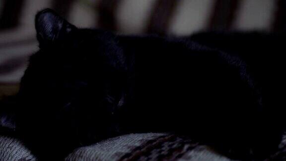 黑猫在沙发上睡觉特写