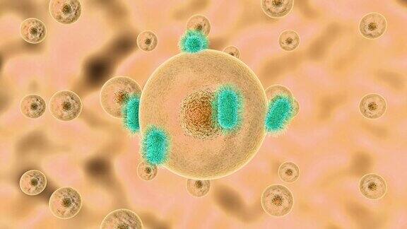 致病微生物感染细胞过程的三维动画