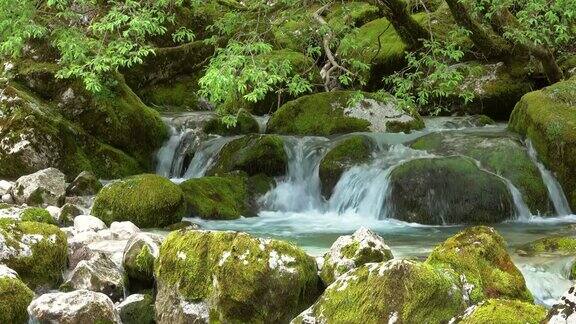 小溪和苔藓的石头在春天的森林