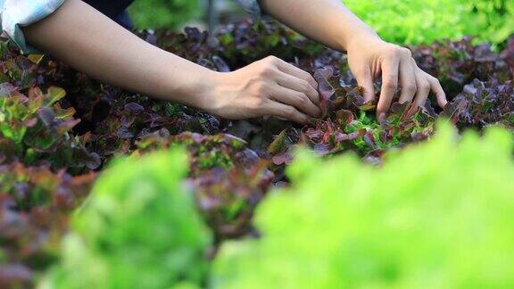 种菜的农民正在检查植物的生长情况并计算收成