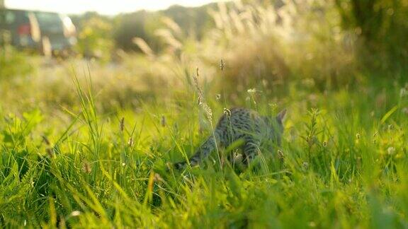超级慢动作小猫在高草中奔跑