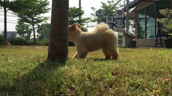 博美犬在草地上小便