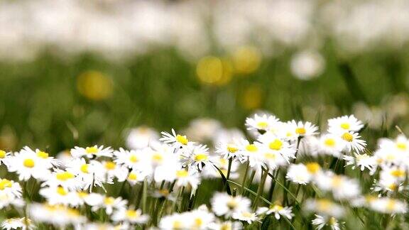 小白雏菊在春风中开在绿草如茵的草地上