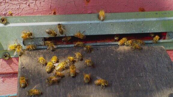夏天的一天一群蜜蜂在一个古老的木制蜂巢里飞来飞去