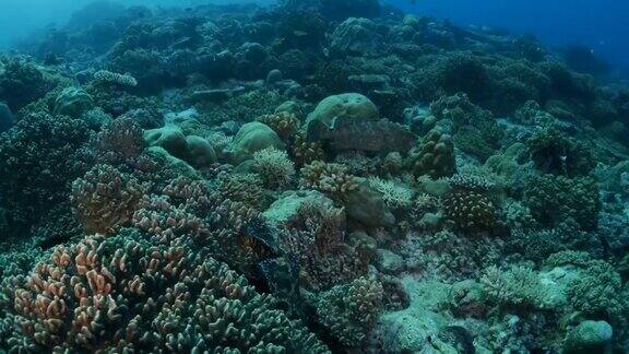 藏在珊瑚湾的石斑鱼