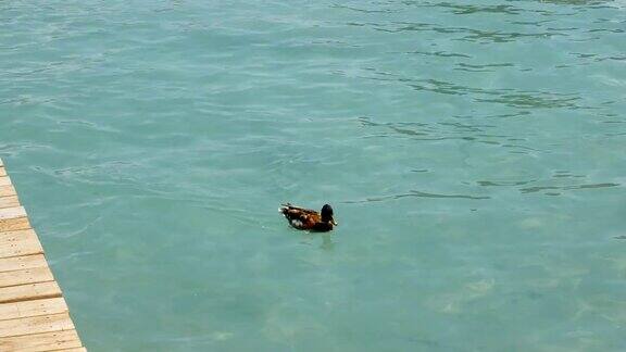 小鸭子在法国安纳西湖游泳