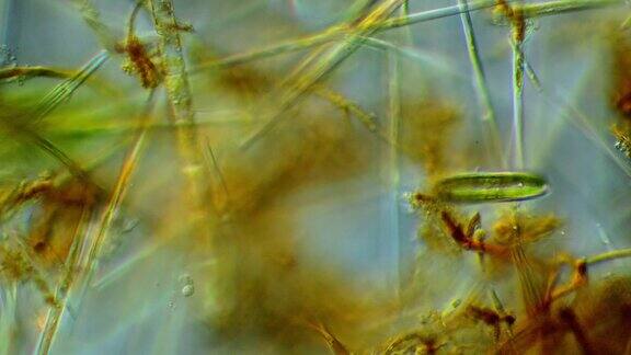 硅藻微生物
