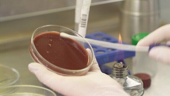 科学家用无菌拭子从琼脂培养皿中提取细菌特写演示视频