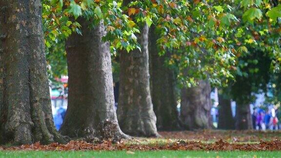 4K秋叶飘落伦敦海德公园
