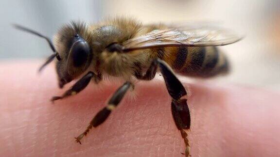 人类手上的宏观蜜蜂