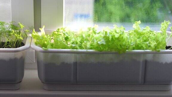 近距离的莳萝和绿色生菜生长在窗台上的花盒在家种植微型蔬菜农业烹饪用的绿色蔬菜莳萝收获
