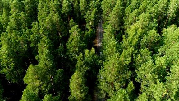 在柏油路上的松树顶上飞过开着白色的汽车