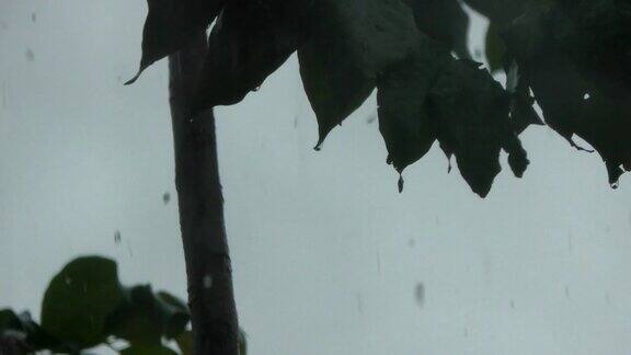 雨水从树叶上滴下来