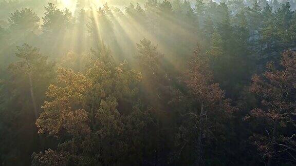快速航拍清晨雾蒙蒙的松树林阳光穿过树林