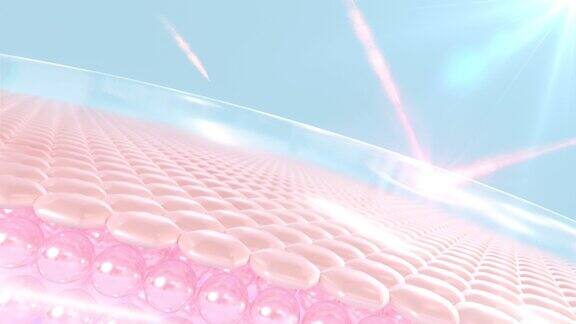 防紫外线3D动画皮肤细胞