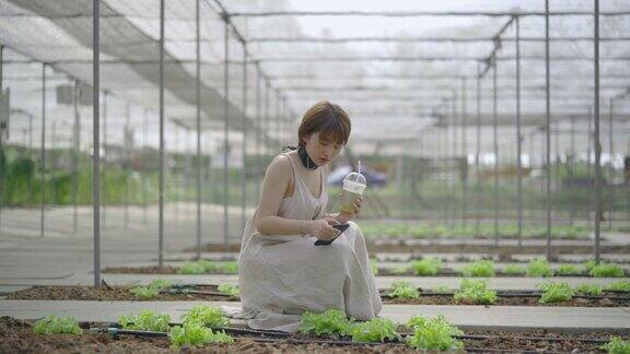 美丽的女人使用智能手机在有机蔬菜农场库存视频
