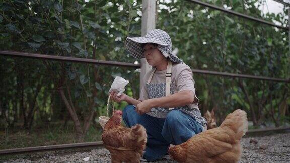 在农场里照顾鸡的妇女