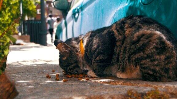流浪灰猫在街上吃猫食