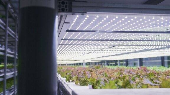 在室内垂直农场种植活生菜架