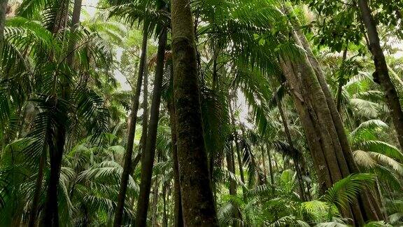 森林小径和雨林冠层在澳大利亚雨林4K