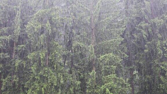 大雨以针叶林为背景