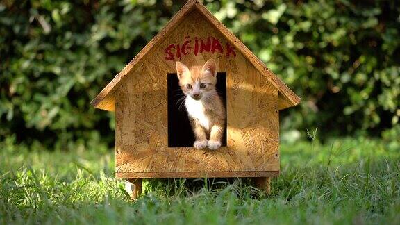 刚出生的小猫在木制的猫屋