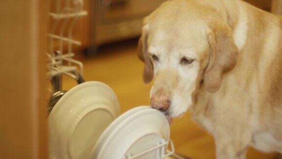一只狗在舔洗碗机里的盘子