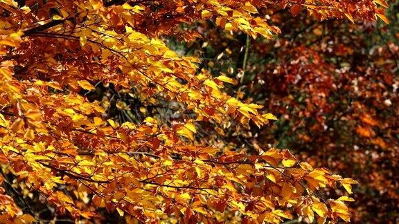秋天秋天的场景美丽的自然景色树木和树叶自然背景有选择性的重点