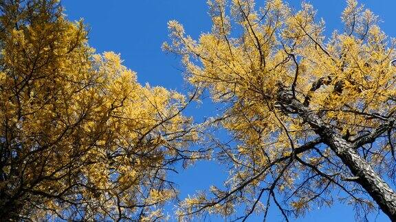 黄色落叶松对蓝天无缝循环