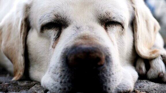 一只在地板上睡觉的成年拉布拉多犬的口吻