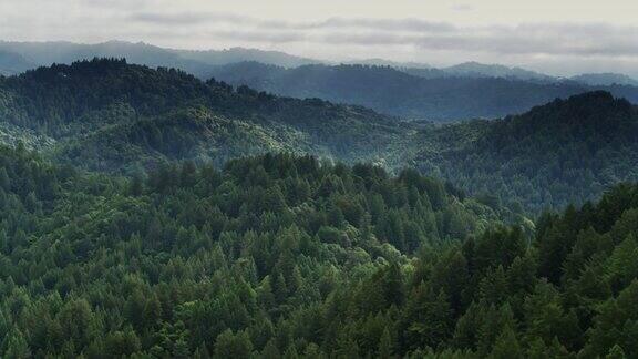 加州圣克鲁斯北部森林-无人机拍摄