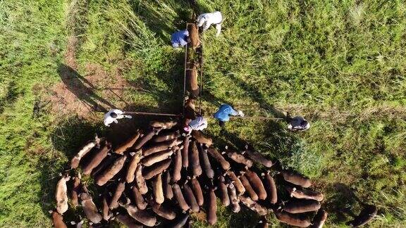 高空鸟瞰农场工人数猪在一个自由放养养猪场