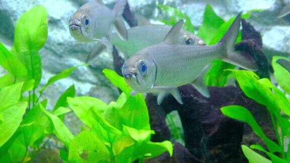 水族缸中生活着海洋鱼类