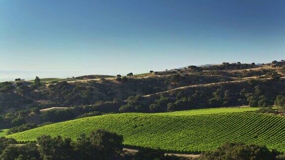 早上在葡萄酒乡村-无人机拍摄