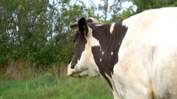 在一个阳光明媚的日子里奶牛在草地上的4K慢镜头