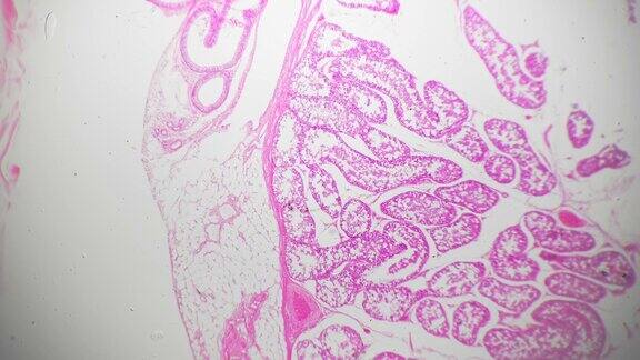 科学载玻片人体睾丸切片显微镜放大40倍