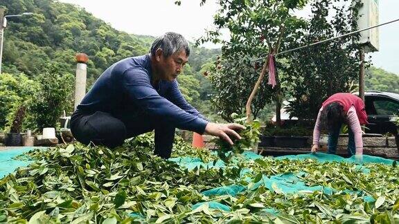 亚洲农民在房子附近晒茶叶