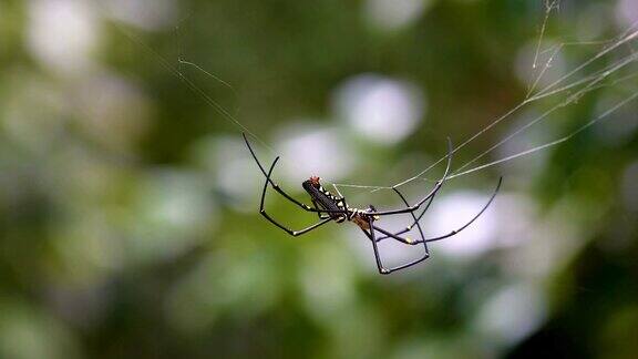 自然界美丽的蜘蛛和蜘蛛网4K