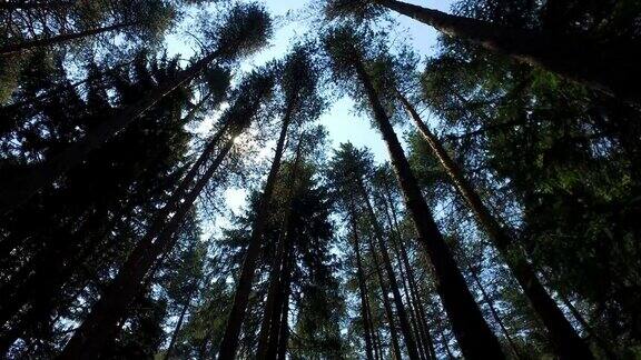 阳光照耀松树松林松树林仙女森林原始云杉森林4k稳定镜头运动