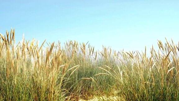海滩上的草在微风中轻轻吹着