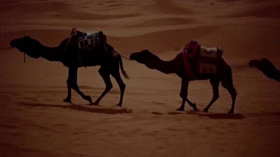 沙漠商队骆驼