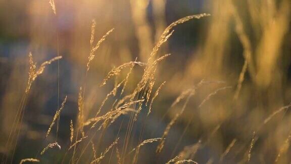《日落中的野草》