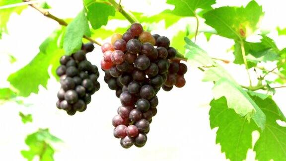 葡萄园里的一串黑蛋白石葡萄