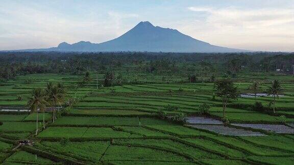 爪哇默拉皮火山附近稻田的鸟瞰图