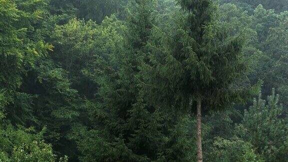 强降雨森林树木